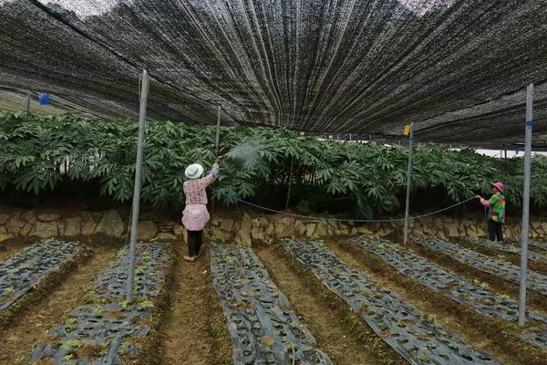 珠芽魔芋种植技术,种植海拔要求多少?亩需种子多少