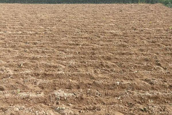 花生种下去几天发芽,附花生种植方法