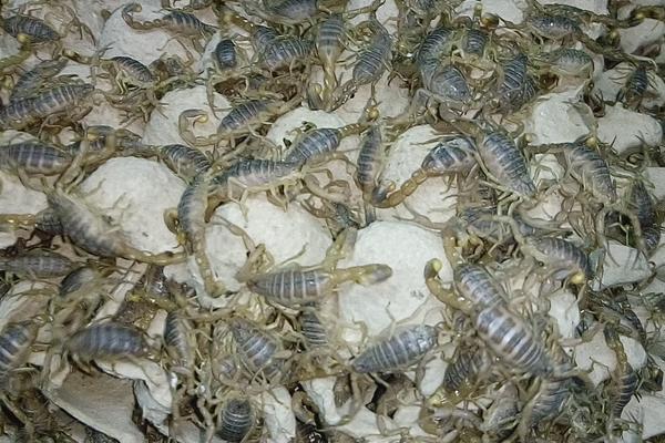 蝎子的养殖技术及管理技术，养殖利润有多高