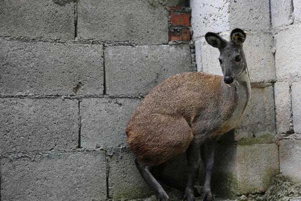 麝怎么养殖,养殖在什么环境合适