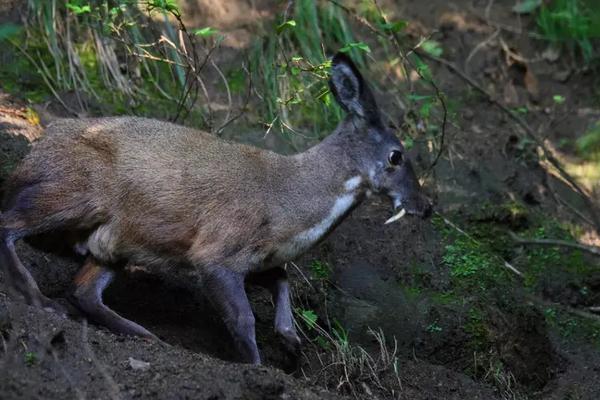 麝怎么养殖,养殖在什么环境合适