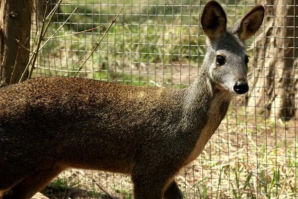 麝怎么养殖,养殖在什么环境合适