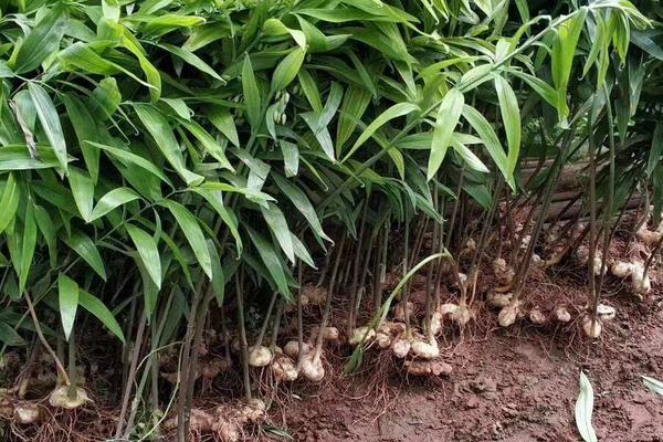 黄精的种植技术和栽培地区,种10亩黄精利润多少