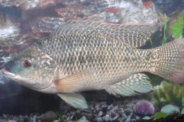 罗非鱼多少米水深可以越冬,附罗非鱼的养殖方法与技术