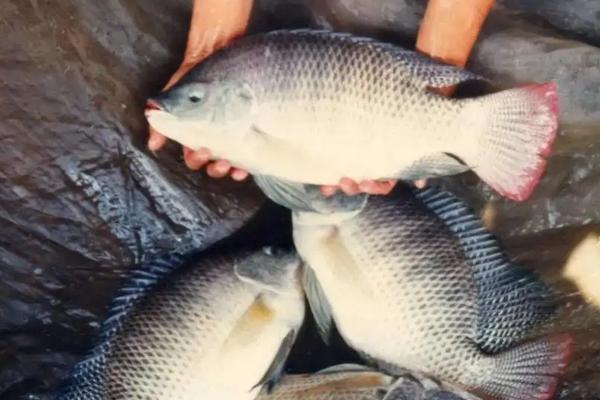 罗非鱼多少米水深可以越冬,附罗非鱼的养殖方法与技术