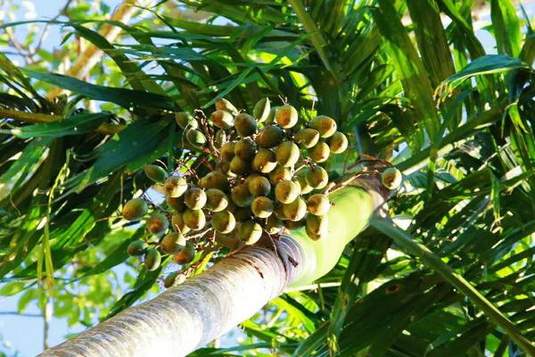 槟榔种植技术与栽培管理,种植多少年可以摘果