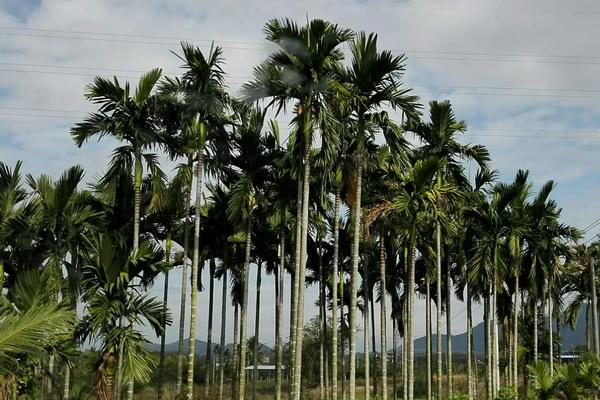 槟榔种植技术与栽培管理,种植多少年可以摘果