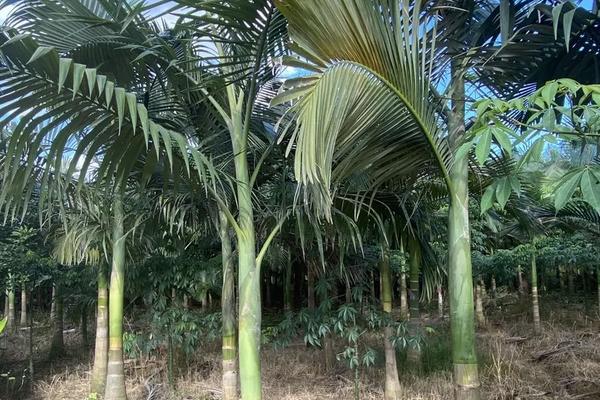 槟榔种植技术与栽培管理,种植多少年可以摘果