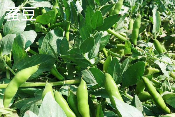 蚕豆种植技术,什么时候种合适