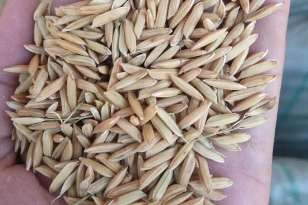 粘水稻提高变白的方法，为什么卖不起价