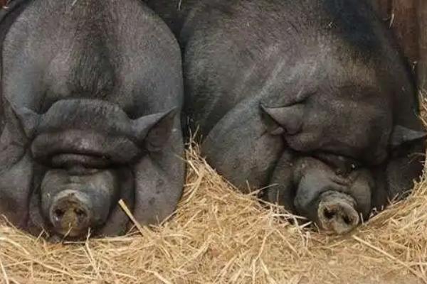 猪保险怎么买，一百头猪一年利润多少