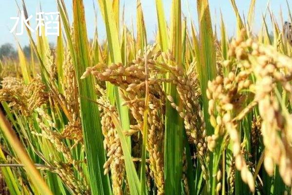 水稻和谷子有什么区别