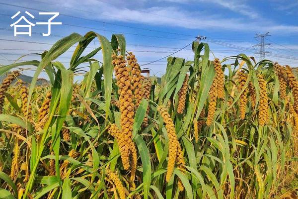 水稻和谷子有什么区别