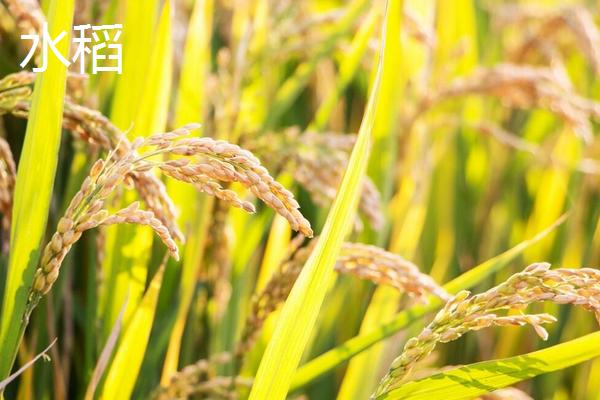 水稻和谷子有什么区别