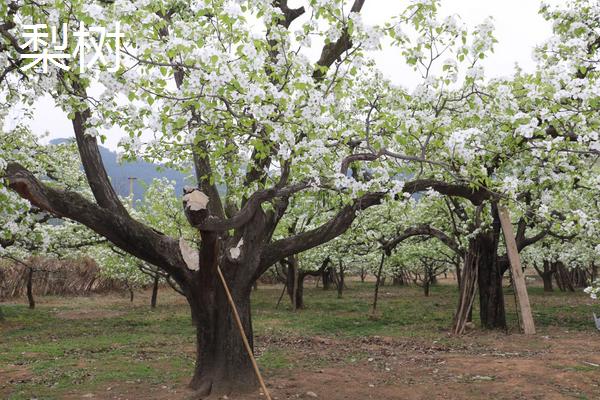 梨树雌雄株如何区分