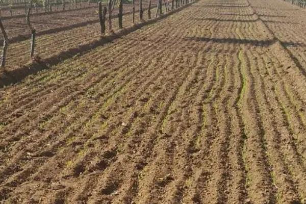 上海青亩产量多少斤，附种植方法