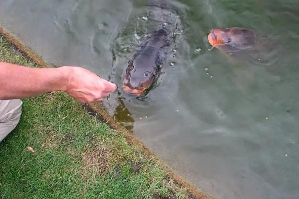 脆皖鱼养殖技术，一年成本多少？养殖受地域限制吗