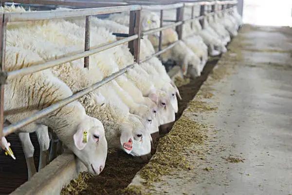 为什么都说养牛不养羊,养羊有哪些注意事项