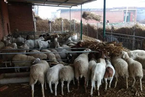 为什么都说养牛不养羊,养羊有哪些注意事项