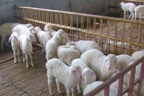 为什么都说养牛不养羊,养羊有哪些注意事项