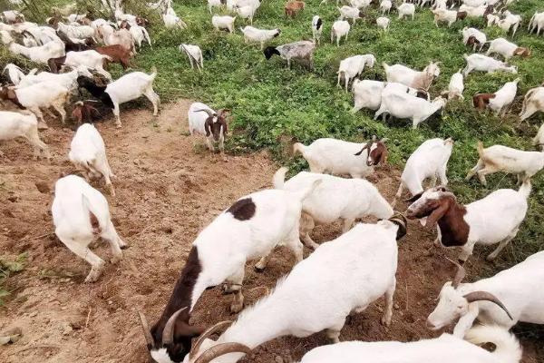 为什么都说养牛不养羊,养羊有哪些注意事项