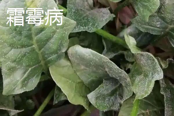 冬菠菜亩产量一般能达到多少,附种植方法