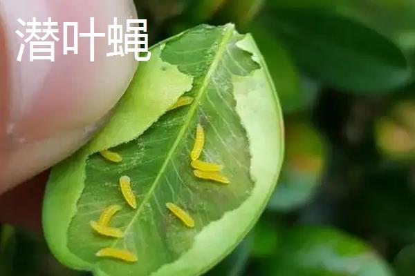 冬菠菜亩产量一般能达到多少,附种植方法