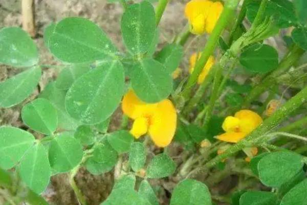 黄豆开花用什么药能高产,