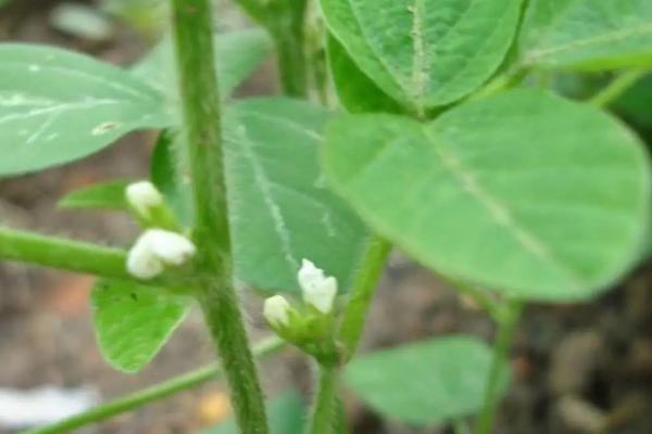 黄豆开花用什么药能高产,