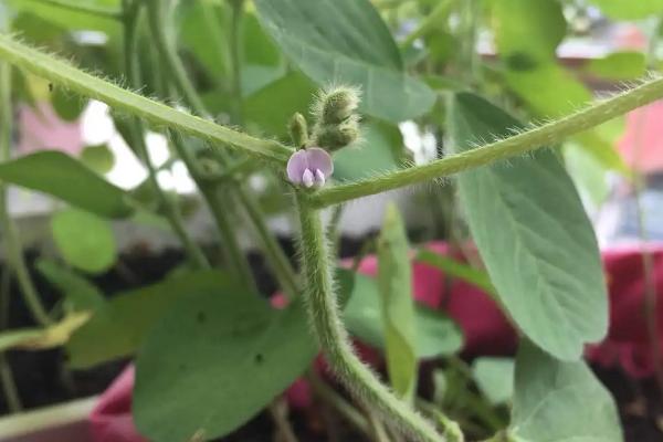 黄豆开花用什么药能高产,