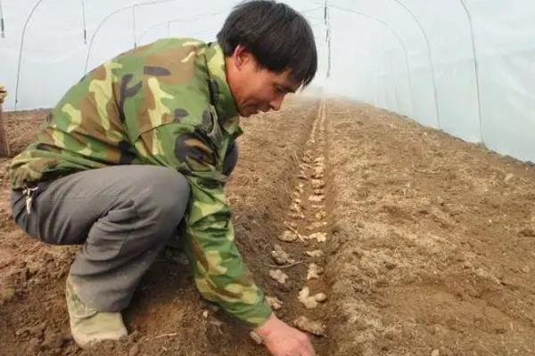 大姜种植技术和管理技术，大姜可以和什么植物套种