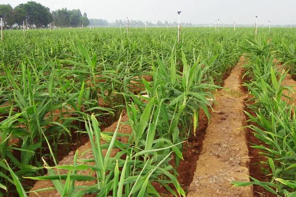 大姜种植技术和管理技术，大姜可以和什么植物套种
