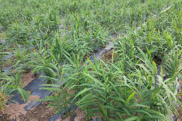 大姜种植技术和管理技术，大姜可以和什么植物套种