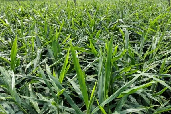 大姜种植技术和管理技术，大姜可以和什么植物套种