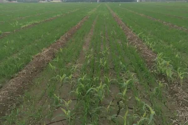 大姜种植技术和管理技术，大姜可以和什么植物套种