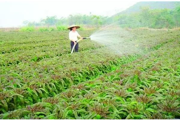 莴笋的种植技术与管理，莴笋和贡菜的区别