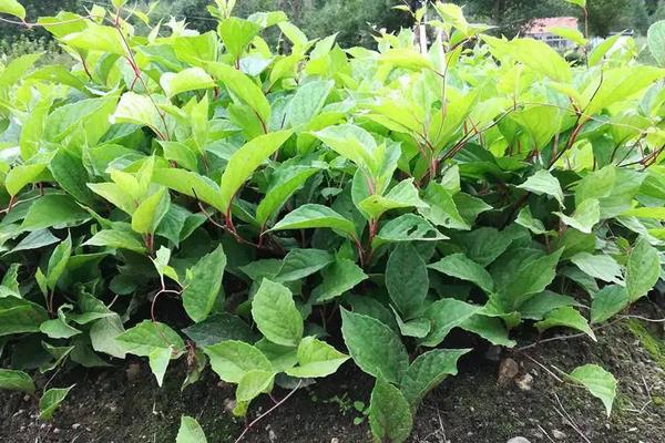 五味子苗一亩地栽植多少棵,附种植方法