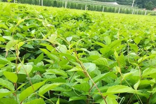 五味子苗一亩地栽植多少棵,附种植方法