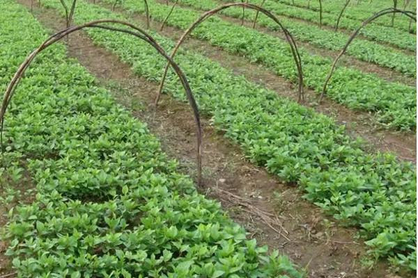 五味子苗一亩地栽植多少棵,附种植方法