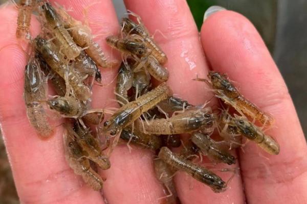 海龙虾可以人工养殖吗,海龙虾的产地在哪里