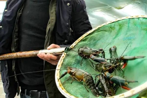 海龙虾可以人工养殖吗,海龙虾的产地在哪里