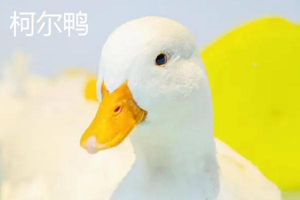 科尔鸭和普通鸭子的区别，1001科尔鸭和普通鸭哪个聪明
