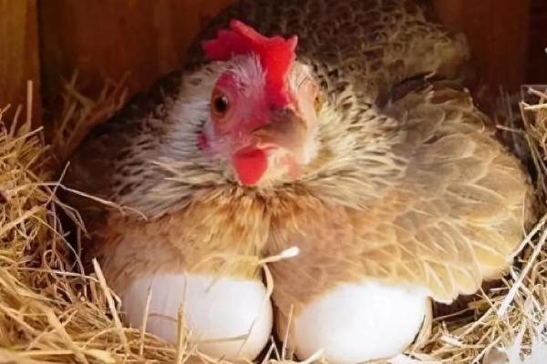 鸡多吃米糠会多下蛋吗,鸡生软壳蛋是怎么回事,应该吃什么