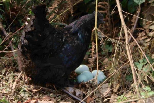 鸡多吃米糠会多下蛋吗,鸡生软壳蛋是怎么回事,应该吃什么