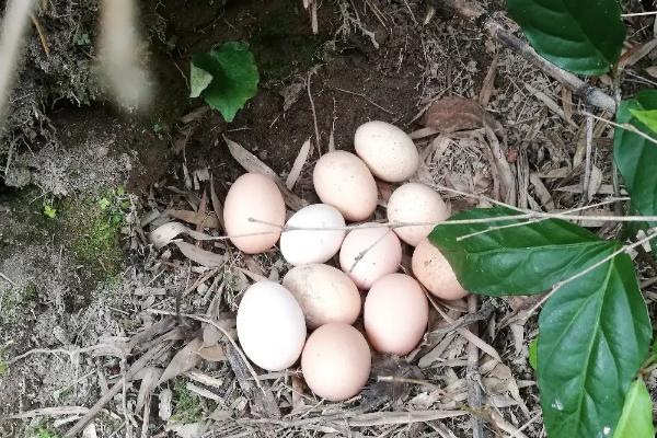 鸡多吃米糠会多下蛋吗,鸡生软壳蛋是怎么回事,应该吃什么