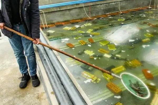 海龙虾可以人工养殖吗,海龙虾的产地在哪里