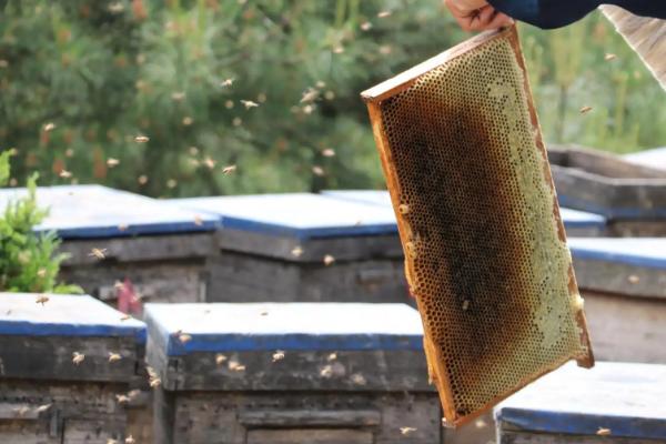 新手养蜂步骤，养蜂需要注意些什么