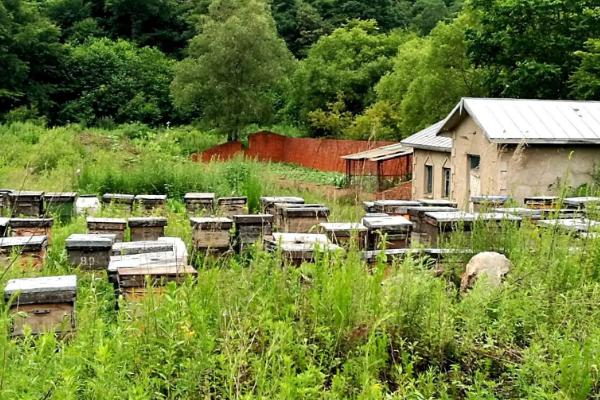 新手养蜂步骤，养蜂需要注意些什么