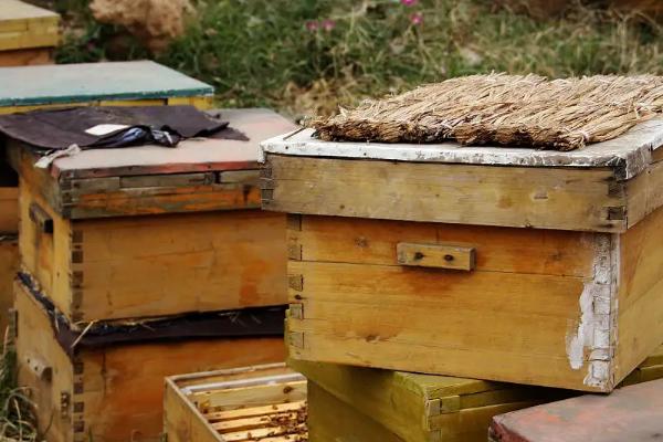 新手养蜂步骤，养蜂需要注意些什么