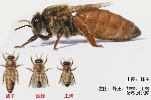 新手养蜂步骤，养蜂需要注意些什么